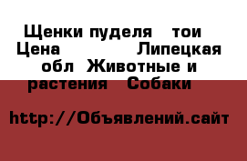 Щенки пуделя - тои › Цена ­ 15 000 - Липецкая обл. Животные и растения » Собаки   